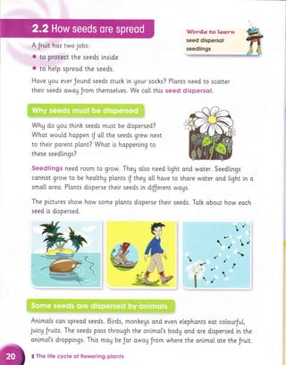 A Jrutt hos two jobs:
I to protect the seeds insi.de
t to help spreod the seeds.
Wordlg to lerz..rtt
seed dispersol
seedlings
Hove Uou ever Jound seeds stuch in gour sochs? Plants need to scotter
their seeds owou Jrom themselves. We catl this seed dispersol.
Why do you thinh seeds must be dispersed?
Whot would hoppen iJ ott the seeds grew next
to their porent plant? Whot [s happening to
these seedli.ngs?
Seedlings need room to grow. They also need light ond woter. Seedllngs
connot grow to be healthg plants f they o[[ have to share woter and light [n o
smo[[ areo. Plonts disperse thei,r seeds in dfJerent wags.
The pictures show how some plants disperse their seeds. To[h about how eoch
seed is dlspersed.

?-
/ a
//
a
€l
1
/
1{
t
;

,.r'','{
' :; ' :"'''
&
Animols con spreod seeds. Birds, monhegs ond even elephonts eat colourJul,
juicy Jruits. The seeds poss through
anima[s droppings. This moy be Jor
2 The Iife cycle of flowering plonts
the onlmol's body ond
owou Jrom where the
are dtspersed ln the
anlmol ate the Jruit.
 