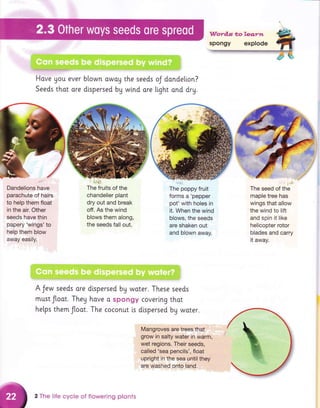 Have Uou ever btown owog the seeds oJ dondelion?
Seeds that ore dispersed bg wlnd ore light ond dry.
l{l
Dandelions have
parachute of hairs
to help them float
in the air. Other
seeds have thin
papery'wings'to
help them blow
away easily.
l:! il ,
The fruits of the
chandelier plant
dry out and break
off. As the wind
blows them along,
the seeds fall out.
. i,iil
The poppy fruit
forms a'pepper
pot'with holes in
it. When the wind
blows, the seeds
are shaken out
and blown away.
'' ;'n
The seed of the
maple tree has
wings that allow
the wind to lift
and spin it like
helicopter rotor
blades and carry
it away.
A Jew seeds ore dispersed by woter. These seeds
must float. They hove o spongy coverlng thot
helps them floot. The coconut ls dispersed by woter.
Mangroves are trees that
grow in salty water in warm,
wet regions. Their seeds,
called 'sea pencils', float
upright in the sea until they
are washed onto land.
2 The life cycie of flowering plonts
 