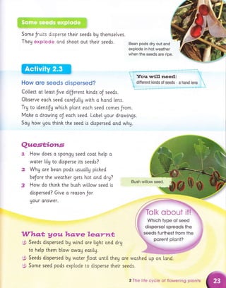 'W.|! '=", "'''::=,1!:::i!jj!1.j,Ei;.iE
'!Fi-?r.Fi4t;ij:1.,,"' .',,,",i:::il1:!:!1.:1!j::,:;:!i
Some Jrui.ts drsperse their seeds by
They explode ond shoot out their
How ore seeds dispersed?
Co[[ect at leost fve d'tlJerent hi.nds oJ seeds.
Observe eoch seed coreJulty with o hond [ens.
Trg to identiJy which plont eoch seed comes Jrom.
Mohe a drowlng oJ each seed. Label Uour drowings.
Sog how gou thinh the seed i.s dispersed ond whu.
themse[ves.
seeds. Bean pods dry out and
explode in hot weather
when the seeds are ripe.
Bush willow seed.
lIVho"t, y ow hqwe Ve.o;yrat,
gp Seeds dispersed by wind are [ight ond drg
to hetp them blow owoy easilg.
;9, Seeds dispersed bg woter float until they ore woshed up on [ond.
g;' Some seed pods exptode to disperse thelr seeds.
Qttest;io*ts
How does a spongU seed coot hetp a
woter lity to disperse its seeds?
Why ore beon pods usuollg ptched
beJore the weother gets hot ond dry?
How do thinh the bush wiltow seed i.s
dispersed? Give o reoson Jor
uour onswer.
2 The life cycle of flowering plclnts
 