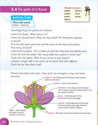 :. a flower a hand lens '..
..............
lnvestigoting the ports of o flower
Look ot the flower. What colour is it?
Count the co[oured ports. Whot ore theu co[[ed? Are these ports seporate
or joined?
Find the little green ports thot Looh [ihe leoves at the bose oJ the ftower.
How monU ore there?
Looh lnside the flower. This [s where you fnd the male ports ond Jemole parts.
Count the [i.tt[e thin stolhs. How monu stolks hove ye[[ow or brown tips?
Touch thetr ti.ps gent[y. Whot do gou notice on Uour frngers?
Look Jor a sing[e stalk in the centre oJ theflower that loohs dfJerent.
Touch the tip. How does it Jeel.?
Ftowers have these
the other.
motn ports. These ports are orronged i.n rlngs, one lnside
sligmo - the female part of the flower that receives
pollen at pollination
qnther - the tip of the stamen
petals - often brightly
coloured to attract
insects to the flower
stomens - the male part of the flower
which makes a powder called pollen in its
tip, called an anther
ovory - the female part of the
flower that contains the eggs
corpel - the female part of the flower
that that contains tiny eggs inside an
ovary. lts tip is called a stigma.
2 The life cycle of flowering plonts
sepols - little green leaves that protect the flower bud
 