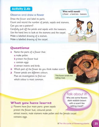 Observe ond drqw o flower
Draw the Jtower and [obe[ i.ts parts.
Count ond record the number oJ petols, sepols ond stomens.
makes scent?
This flower smells like
rotting meat.
the Jemole carpe[
Con you see o pottern?
CoreJu[[y putt ojj the petols ond sepals with the tweezers.
Use the hand [ens to looh at the stomens ond the carpel.
Make a [obe[[ed drow[ng oJ o stamen.
Make o [obe[[ed drawing oJ the corpel.
Que.stiotr.s
t Name the parts oJ o Jtower thot:
a mohe pollen
b protect the flower bud
c contoln eggs
d ottroct lnsects and birds.
2 Which port oJ the Jtower do you thlnk
3 Flower petols are d$Jerent co[ours.
PLon on lnvestlgatlon to frnd out
whlch cotour [s most common.
Whq,t youhqnreeo,,rwt
;[t Flowers have Jour maln parts: green sepals
protect the flower bud, cotoured petals
attract lnsects, male stomens make polten ond
contolns eggs.
2 The life cycle of flowering plonts
 