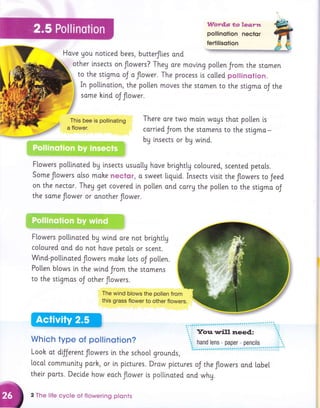 Wordls t,o'leorn
pollinotion nector
fertilisolion
Have Uou notlced bees, butterJties and
^q,
other lnsects on flowers? Theg ore moving pollen Jrom the stomen
to the stlgmo oJ oflower. The process [s cotled pollinotion.
In pollinatlon, the po[[en moves the stomen to the stlgmo oJ the
some kind oJ flower.
tii:::ii:ii:iiifi
,ijiif+"r;;i;;::,,++i
There are two moln woys that po[len ls
carrled Jrom the stomens to the stlgma-
bg insects or bg wind.
Flowers pollinated bg insects usuollg have brightty coloured, scented petols.
Some ftowers olso mahe nector, o sweet ttguid. Insects visi.t the flowers to Jeed
on the nector. They get covered ln po[[en ond corry the polten to rhe stigma oJ
the some flower or onother flower.
Flowers pollinoted bg wind ore not brighttg
coloured and do not hove petals or scent.
Wind-pollinated flowers mohe Lots oJ po[[en.
Pollen blows in the wind Jrom the sromens
to the stigmos oJ other flowers.
The wind blows the pollen from
this grass flower to other flowers.
Which type of pollinqtion?
Look ot dfJerent flowers i.n the school grounds,
[ocol communltg pork, or [n plctures. Drow ptctures oJ the ftowers ond lobeI
their ports. Decide how eochflower is potli.noted qnd *hU.
2 The lite cycle of flowering plonts
This bee is pollinating
a flower.
 