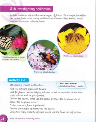 Certoln lnsects ore o,ttrocted to certoln tUpes
[[ke to vlsit flowers thot are big ond hove lots
ants' and moths o[so polllnote flowers.
oJ flowers. For exo.mp[e, butterflies
oJ nectar. Bees, beetles, wosps,
ObservinE insect pollinstors
Fi.nd Jour dfJerent plants wlth flowers.
Looh Jor flowers that ore brightty coloured os we[[ os some thot do not hove
bright co[ours, such os grass flowers.
Observe the flowers. Whot size ond colour are theg? Do theg hove [ots oJ
pot[en? Do they hove nector?
Predict how eoch flower is pollinoted.
Observe whi.ch tupes oJ tnsects vlsit the flowers.
Count how mony times the d{ferent lnsects vlsit the flowers in hof on hour.
2 The Iife cycle of flowering plonts
er:r.?E ,..L{4.j.#:.:ffi-. "
This flower has lots of nectar
to attract the butterfly.
This flower attracts bees.
This flower attracts beetles.
 