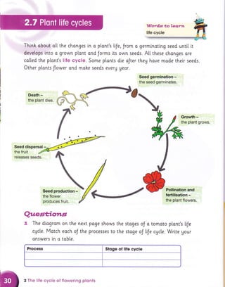 Think about a[[ the chonges [n o plont's [fe, Jrom a germinotlng seed unttl i,t
develops lnto o grown plant ond Jorms its
called the plont's !ife cycle. Some ptonts
Other plonts flower ond mahe seeds every
Death -
the plant dies.
Seed dispersa!-
Process Stoge of life cycle
own seeds. Att these changes ore
die oJter they hove mode their seeds.
9eor.
Seed germination -
the seed germinates.
Pollination and
fertilisation -
the plant flowers.
stoges oJ o tomato plant's lfe
stoge oJ trJe cycle. Write gour
the fruit
releases seeds.
Seed production -
the flower
produces fruit.
Quest;ions
7. The di.agrom
cActe. Motch
onswers i,n o
on the next
eoch oJ the
tob[e.
pqge shows the
Processes to the
2 The life cycle of flowering plonts
 
