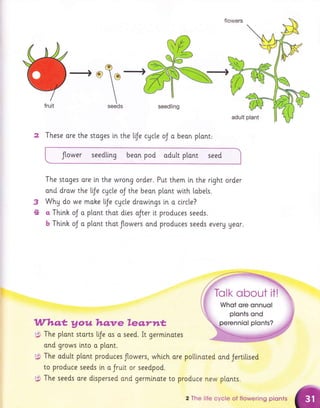 -+ @ ----+
seedling
2 These ore the stoges in the lfe cAcle oJ o beon ptant:
flower seedllng beon pod odult ptont seed
The stoges ore i.n the wrong order. Put them in the right order
and drow the Lfe cacle oJ the beon plant with [obe[s.
3 Why do we mohe lfe cAcle drowi.ngs in a circle?
4 a Thinh oJ o plont that dies oJter it produces seeds.
b Think oJ o plont thot flowers ond produces seeds everu Ueor.
Whqt, Aouhqnreleqrnt
** The ptont storts lfe os a seed. It germlnotes
and grows lnto a plont.
p The odult ptant produces flowers, which ore polli,nated and Jertillsed
to produce seeds in o Jruit or seedpod.
ry The seeds are dispersed ond germlnote to produce new plonts.
T
2 The life cycle of flowering plonts
 