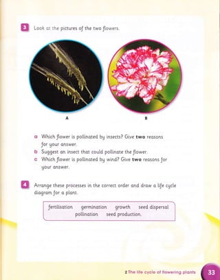 m Looh ot the pictures oJ the two flowers.
Whtch flower is polllnated bg
Jor gour onswer.
Suggest on insect that coutd
Which flower ts pollinated bg
uour onswer.
b
c
insects? G[ve two reosons
pollinote the flower.
wind? Gtve two reosons Jor
Arronge these processes in the correct order and drow o tiJe cAc[e
dlogrom Jor a ptant.
Jertillsotion germination growth seed dispersal
polltnotlon seed productlon.
2 The life cycle of flowering plonts
 