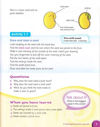 food store
Here [s a beon
ports labe[[ed.
seed wlth lts
Drqw qnd lsbel s seed
Look careJutly at the seed with the hond lens.
Find the seed coot and the scar where the seed wos joined to the Jrutt.
Mahe o neot drawi.ng oJ the outside oJ the seed. Lobel Uour drowing.
Use gour ftngernoils to pu[[ off the outer coverlng oJ the seed.
Pu[[ the two halves oJ the seed oport.
Flnd the embrgo i.nside the seed.
Fi.nd the seed's Jood store.
Draw ond [obe[ the inside parts oJ the seed.
Qwes,f;ions
t" Why does the seed need a Jood store?
2 Why does the seed need o seed coot?
3 What do gou thinh the seed needs to
make [t start to grow?
Whqt, you hqnre Leq.y*tt,
g, Seeds ore Jound in Jruits.
5, The embryo instde o seed grows lnto a new plont.
5 Seeds ore covered by a seed coot.
g:. Seeds contaln o Jood store.
ff
embryo
I Investigoting plont growth
 