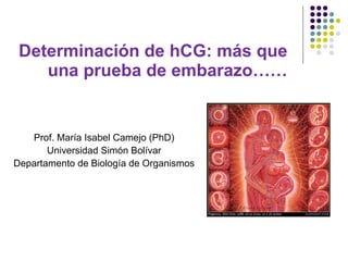 Determinación de hCG: más que una prueba de embarazo…… Prof. María Isabel Camejo (PhD) Universidad Simón Bolívar Departamento de Biología de Organismos 