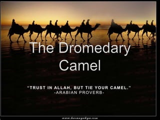 The Dromedary Camel “Trust in Allah, but tie your camel.” -Arabian Proverb- 