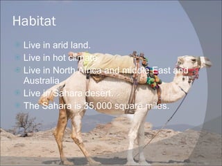 Habitat Live in arid land. Live in hot climate Live in North Africa and middle East and Australia. Live in Sahara desert. The Sahara is 35,000 square miles.