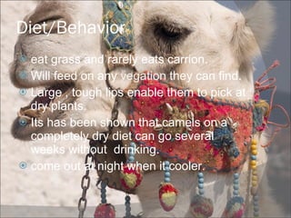 Diet/Behavior eat grass and rarely eats carrion. Will feed on any vegation they can find. Large , tough lips enable them to pick at dry plants. Its has been shown that camels on a completely dry diet can go several weeks without drinking. come out at night when it cooler.