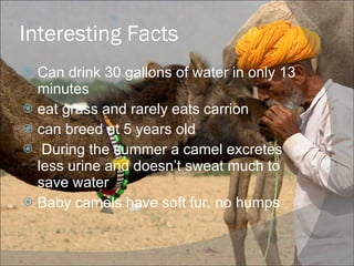 Interesting Facts Can drink 30 gallons of water in only 13 minutes eat grass and rarely eats carrion can breed at 5 years old During the summer a camel excretes less urine and doesn’t sweat much to save water Baby camels have soft fur, no humps