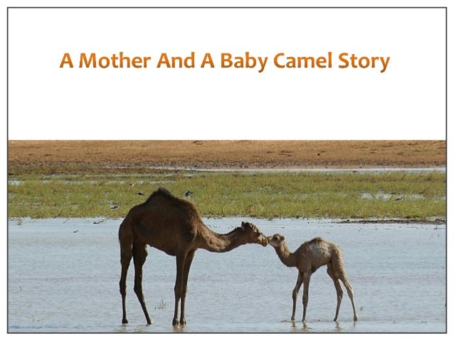 arab and the camel story moral