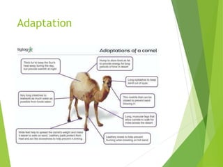 Camel .pptx