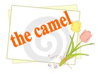 the camel 