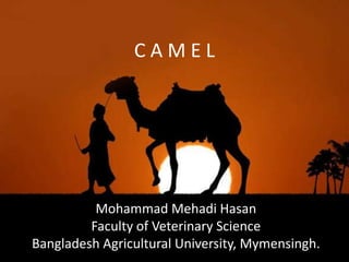 C A M E L
Mohammad Mehadi Hasan
Faculty of Veterinary Science
Bangladesh Agricultural University, Mymensingh.
 