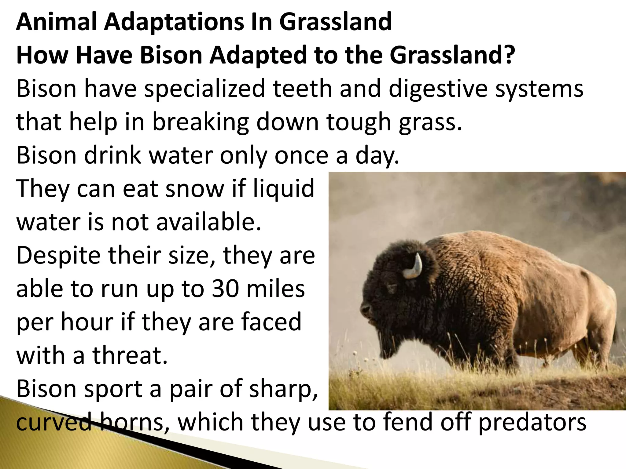 Educator Guide: America's BFF - Wild Hope, image size:2048x1536