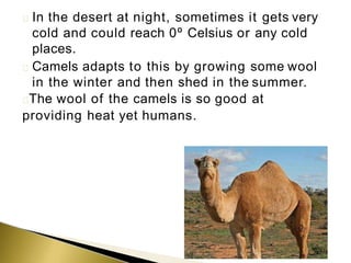 In the desert at night, sometimes it gets very
cold and could reach 0º Celsius or any cold
places.
Camels adapts to this by growing some wool
in the winter and then shed in the summer.
The wool of the camels is so good at
providing heat yet humans.
 