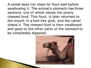 A camel does not chew its food well before
swallowing it. The animal's stomach has three
sections, one of which stores the poorly
chewed food. This food, is later returned to
the mouth in a ball-like glob, and the camel
chews it. The chewed food is then swallowed
and goes to the other parts of the stomach to
be completely digested.
 