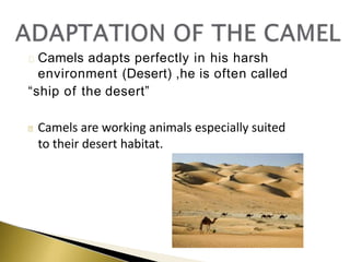 Camels adapts perfectly in his harsh
environment (Desert) ,he is often called
“ship of the desert”
Camels are working animals especially suited
to their desert habitat.
 