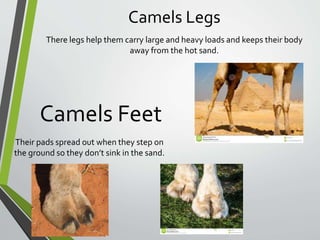 Camels Legs
There legs help them carry large and heavy loads and keeps their body
away from the hot sand.
Their pads spread out when they step on
the ground so they don’t sink in the sand.
Camels Feet