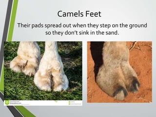 Camels Feet
Their pads spread out when they step on the ground
so they don’t sink in the sand.
