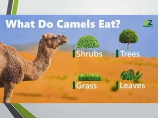Camel adaptations G2.pptx