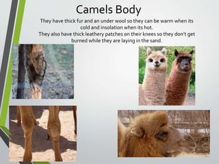 Camel adaptations G2.pptx