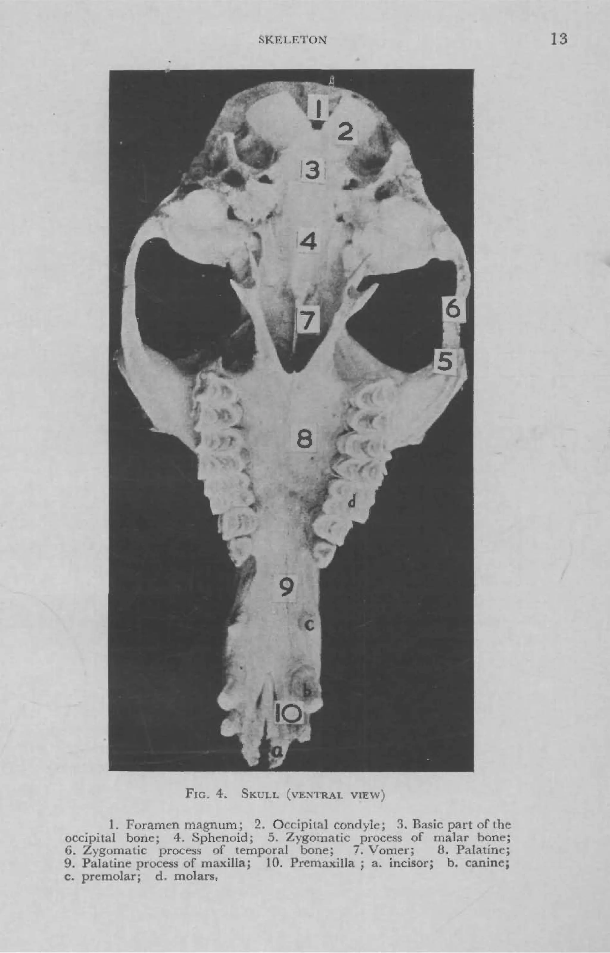 Camel Riding Anatomy Sutdent's Guide to the Anatomy of Camel | PDF