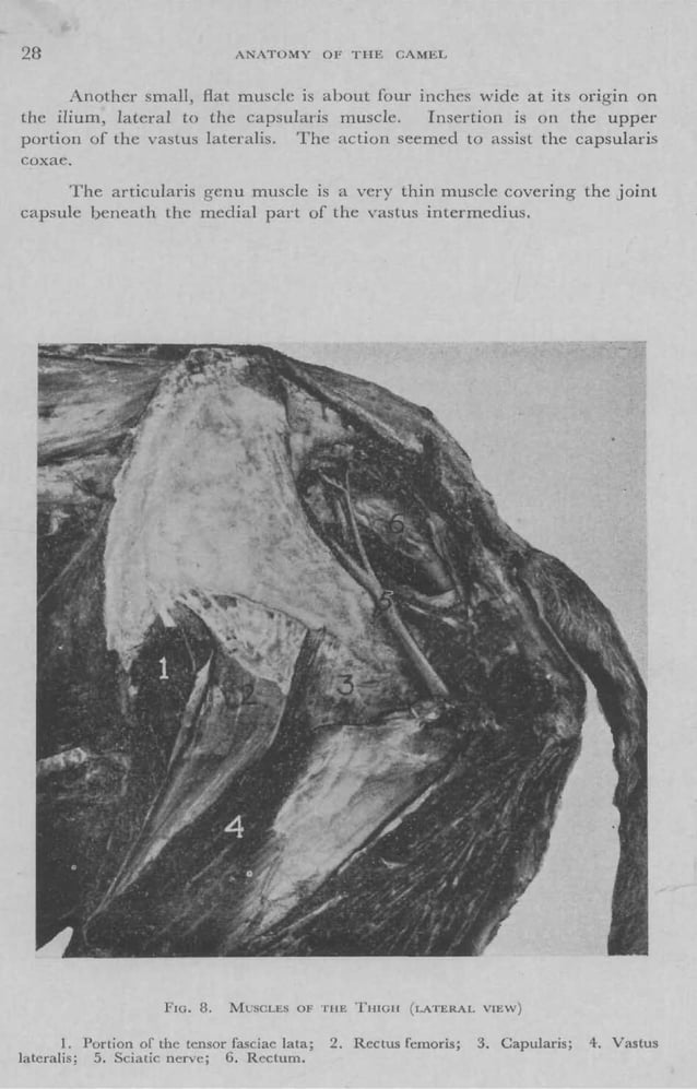 Camel Riding Anatomy Sutdent's Guide to the Anatomy of Camel | PDF | Death, Injury, or ...