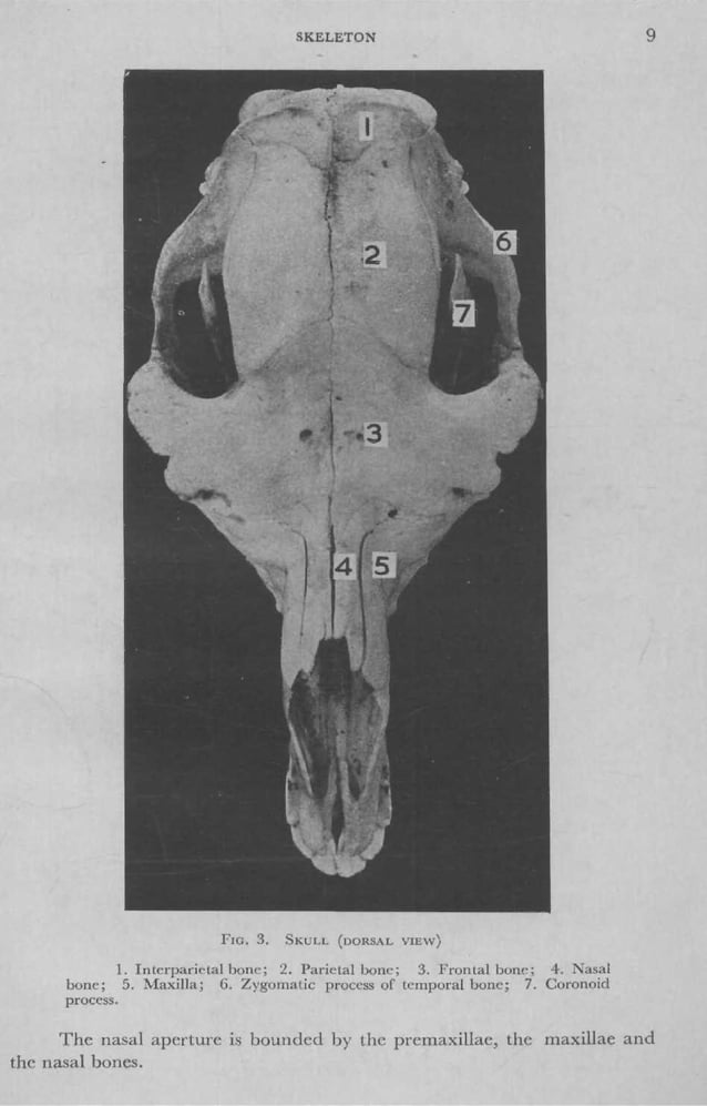 Camel Riding Anatomy Sutdent's Guide to the Anatomy of Camel | PDF | Death, Injury, or ...