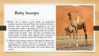 Baby humps
When she is about a give birth, an expectant
mother removes herself from the herd and finds a
private area covered with vegetation for her
calving spot. After a gestation of 12 to 14 months,
a newborn camel is able to walk beside the mother
within half an hour. The calf has no humps but
small peaks of hide, each topped with a tassel of
curly hair to indicate where the humps will form.
 Mother and young return to the herd in about two
weeks. Camel calves nurse for 10 to 18 months,
depending on species and the availability of food.
They do not reach full adult size until about age
seven.
 