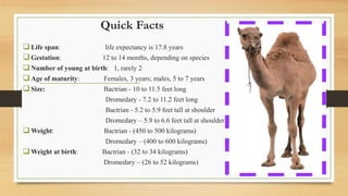 Quick Facts
Life span: life expectancy is 17.8 years
Gestation: 12 to 14 months, depending on species
Number of young at birth: 1, rarely 2
Age of maturity: Females, 3 years; males, 5 to 7 years
Size: Bactrian - 10 to 11.5 feet long
Dromedary - 7.2 to 11.2 feet long
Bactrian - 5.2 to 5.9 feet tall at shoulder
Dromedary – 5.9 to 6.6 feet tall at shoulder
Weight: Bactrian - (450 to 500 kilograms)
Dromedary – (400 to 600 kilograms)
Weight at birth: Bactrian - (32 to 34 kilograms)
Dromedary – (26 to 52 kilograms)
 