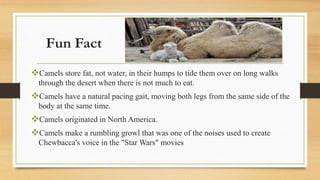Fun Fact
Camels store fat, not water, in their humps to tide them over on long walks
through the desert when there is not much to eat.
Camels have a natural pacing gait, moving both legs from the same side of the
body at the same time.
Camels originated in North America.
Camels make a rumbling growl that was one of the noises used to create
Chewbacca's voice in the "Star Wars" movies
 