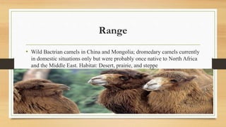 Range
• Wild Bactrian camels in China and Mongolia; dromedary camels currently
in domestic situations only but were probably once native to North Africa
and the Middle East. Habitat: Desert, prairie, and steppe
 