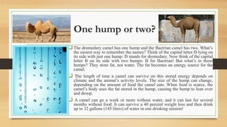 One hump or two?
The dromedary camel has one hump and the Bactrian camel has two. What’s
the easiest way to remember the names? Think of the capital letter D lying on
its side with just one hump: D stands for dromedary. Now think of the capital
letter B on its side with two humps: B for Bactrian! But what’s in those
humps? They store fat, not water. The fat becomes an energy source for the
camel.
 The length of time a camel can survive on this stored energy depends on
climate and the animal’s activity levels. The size of the hump can change,
depending on the amount of food the camel eats. When food is scarce, the
camel’s body uses the fat stored in the hump, causing the hump to lean over
and droop.
 A camel can go a week or more without water, and it can last for several
months without food. It can survive a 40 percent weight loss and then drink
up to 32 gallons (145 liters) of water in one drinking session!
 
