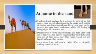 At home in the sand
Swirling desert sand can be a problem for most of us, but
camels have special adaptations for the pesky stuff. A thin
nictitating membrane on each eye, like a clear inner eyelid,
protects the eyes from sandstorms while still letting in
enough light for camels to see.
Double rows of extra-long eyelashes also help keep sand
out of the eyes. And camels can close their nostrils to keep
sand out of their nose, too! Their large, broad feet are
heavily callused; they expand
when stepped on and contract when lifted to simplify
walking in sand or snow.
 