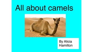 Camel book ah