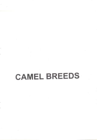 Camel breeds in Pakistan