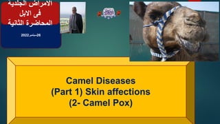 26
‫سبتمبر‬
2022
Camel Diseases
)Part 1( Skin affections
(2- Camel Pox)
‫الجلدية‬ ‫االمراض‬
‫االبل‬ ‫فى‬
‫المحاضرة‬
‫الثانية‬
 