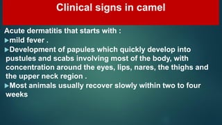 Camel Disease 1- Skin Affections(2- Camel Pox) Prof. Dr Hamed Attia.pdf