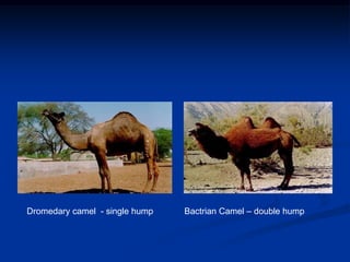 Camel diseases 2016 | PDF