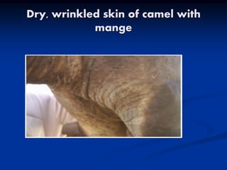 Camel diseases 2016 | PDF