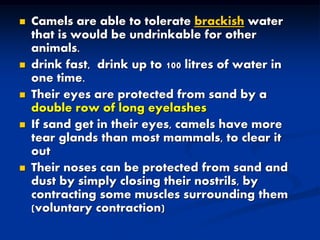 Camel diseases 2016 | PDF