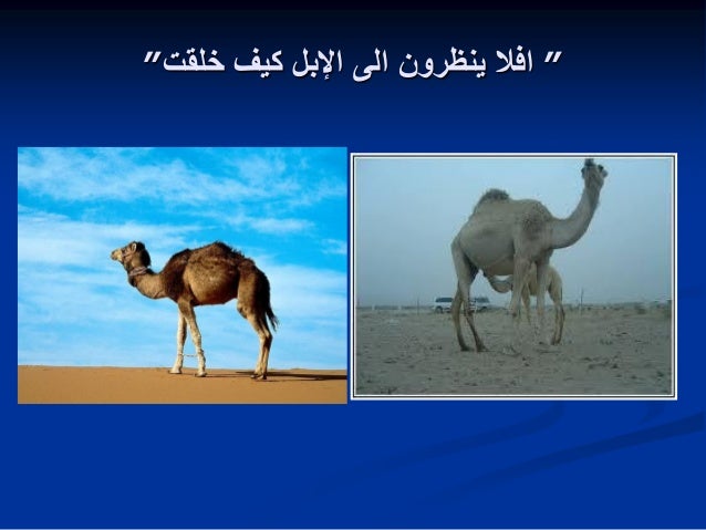 Camel diseases 2016
