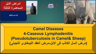19
‫سبتمبر‬
2022
Camel Diseases
4-Caseous Lymphadenitis
(Pseudotuberculosis in Camel& Sheep)
‫فى‬ ‫الكاذب‬ ‫السل‬ ‫مرض‬
‫ا...