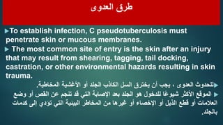 ‫العدوى‬ ‫طرق‬
To establish infection, C pseudotuberculosis must
penetrate skin or mucous membranes.
 The most common si...