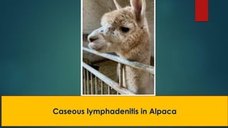 Caseous lymphadenitis in Alpaca
 