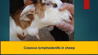 Caseous lymphadenitis in sheep
 