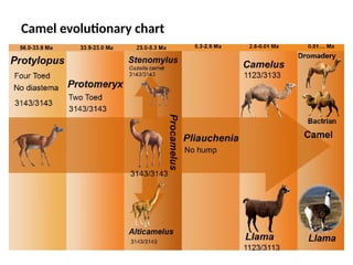 Camel_Evo.pptx .which is the most evolutary | PPTX